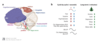 effet de la respiration sur le cerveau