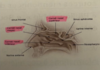 schéma de la découpe de l'organe de la respiration nasale