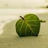 Naturopathie