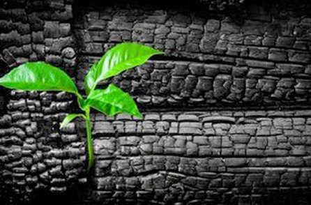 Le charbon végétal activé : indispensable à la maison