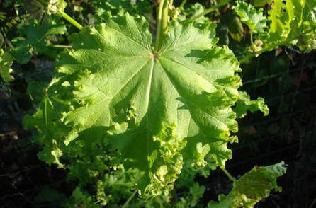 Constipation : une tisane pour celles qui ont déjà tout essayé