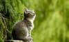 animaux