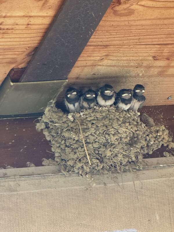 Ce que les hirondelles m’ont appris sur l’art de construire un projet solide