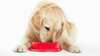 L'alimentation du chien avec la nourriture humide
