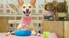 L'alimentation du chien avec les barquettes surgelées Easy Barf