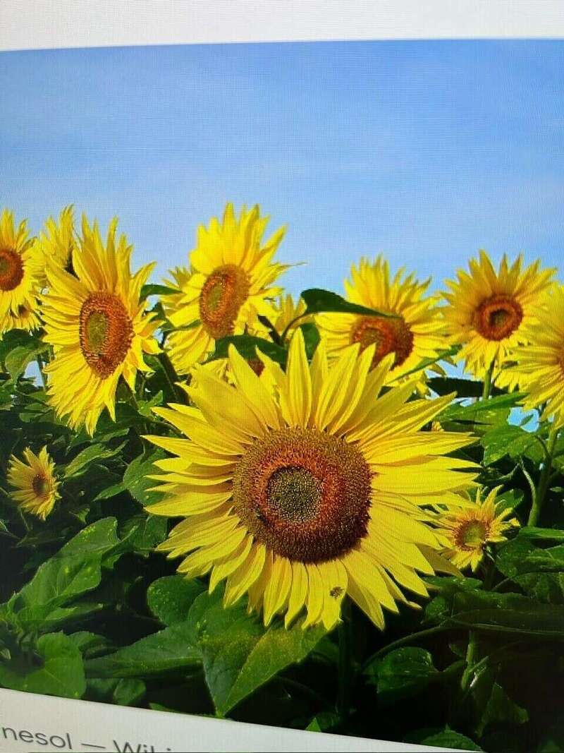 photo_tournesol_1