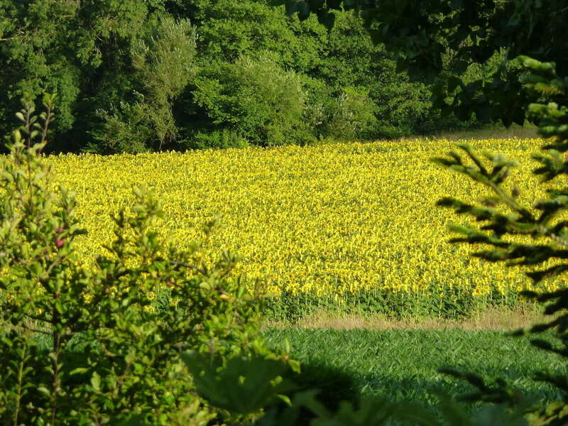 tournesol20201209-1250089-1lnd8gp