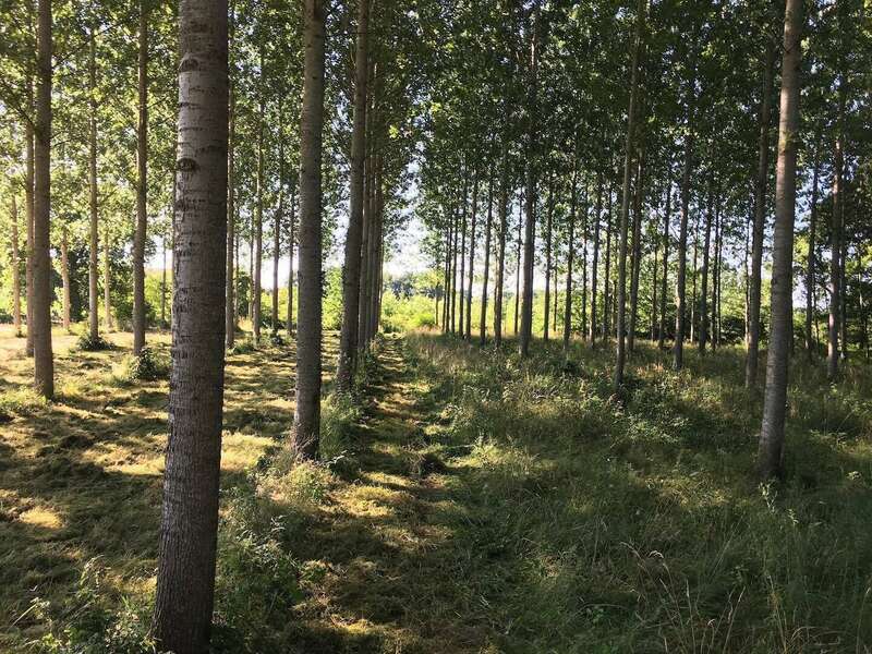 peupleraie20201209-1250089-n25j2c