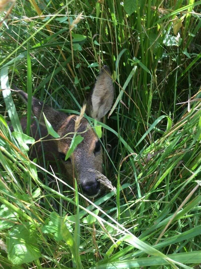 faon20201209-1250089-y1k6mr