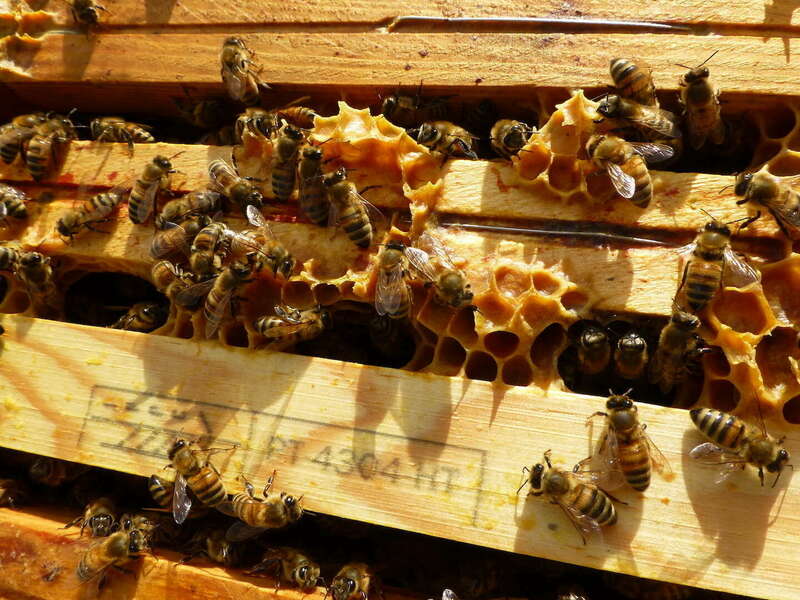abeilles_sur_cadres20201209-1250089-1fmm5gt