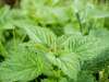 Naturopathie