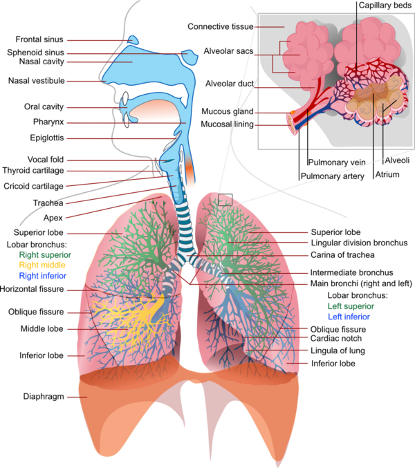Zoom sur la respiration en sophrologie
