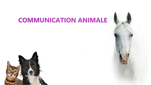 La communication animale : pourquoi et comment ?