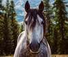 cheval