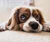 chien