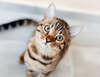 chat