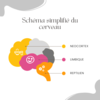 Néocortex, limbique et cerveau reptilien