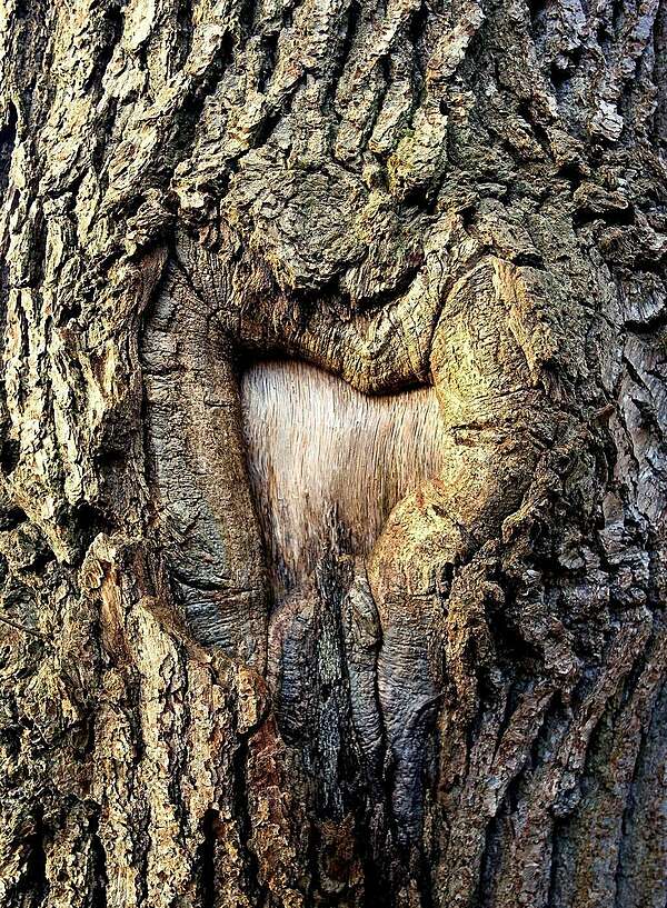 Cabinet shiatsu somatothérapie 75011 Paris - Ninon Carnoy