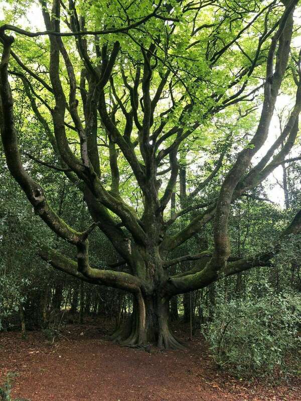 Rencontre Praticiens et Initiés Reiki II et III