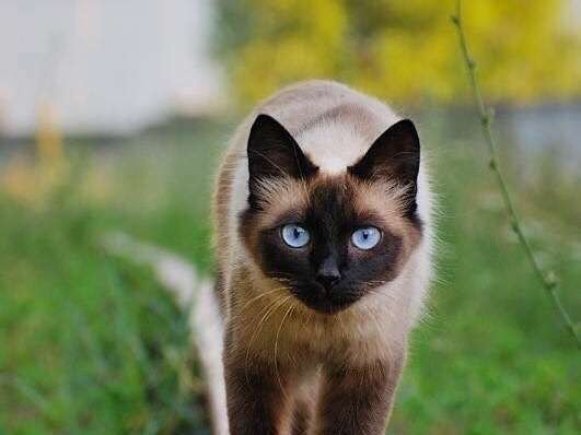 le_clos_du_carme_notre_chat_isis