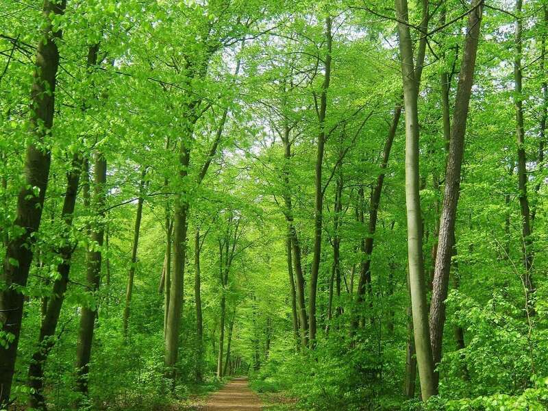 balade_foret_st_amand_les_eaux