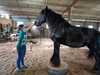 vétérinaire examinent œil cheval brun médiation équine
