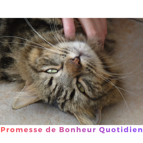 LA COMMUNICATION ANIMALE DANS NOTRE QUOTIDIEN :  C’EST DIRE OUI A L HORMONE DU BONHEUR !