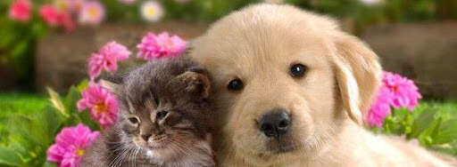 AIMONS NOUS TROP NOS COMPAGNONS DOMESTIQUES ?