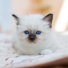 Thème : communication animale, enfance et chats