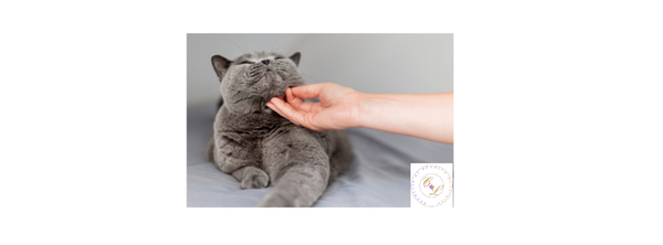 L'ACNE DU CHAT