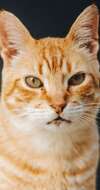 chat avec des points noirs sous le menton