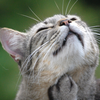 Chat marquant son territoire avec des phéromones faciales