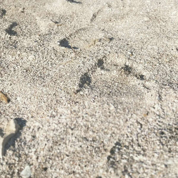 L' ancrage - Conseils & Pratiques