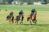 Les chevaux de course Chantilly