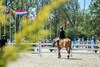 Les chevaux de sport Chantilly