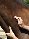 Acupuncture et médecine chinoise pour chevaux