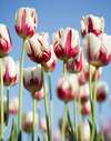 Champ fleuri de tulipes blanches et rouges symbolisant la sérénité des retraites bien-être au Mas de Mile
