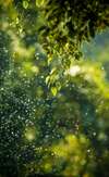 Branche avec feuilles vertes et gouttes d'eau sous lumière solaire symbole de vitalité naturelle