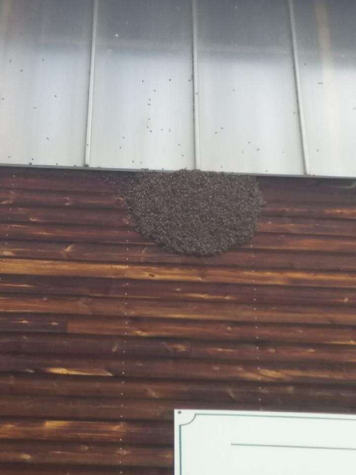 abeilles_picasso__1___1_