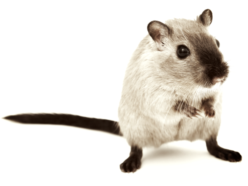 rat20210906-1952716-10lstyx