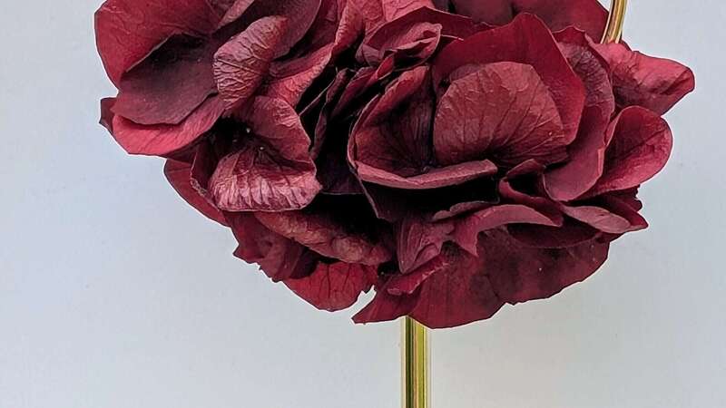 bo_rouge_fonc_frou_frou20260423-865080-d9w7k7