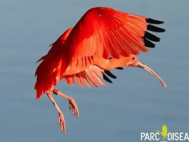 jj0g1qyc0dl7clgvwswv