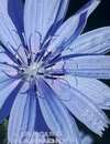Fleur bleue