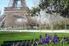 Tour Eiffel et iris bleus