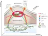 cytokines anti-inflammatoires dans un environnement cellulaire