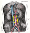 schéma muscles psoas rein uretères côlon intestin