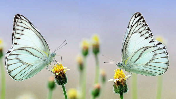 metamorphoses-de-letre