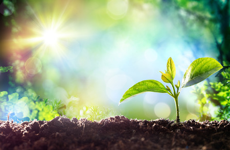 #métamorphose, #émergence, #croissance, #approchequantiquedurêve