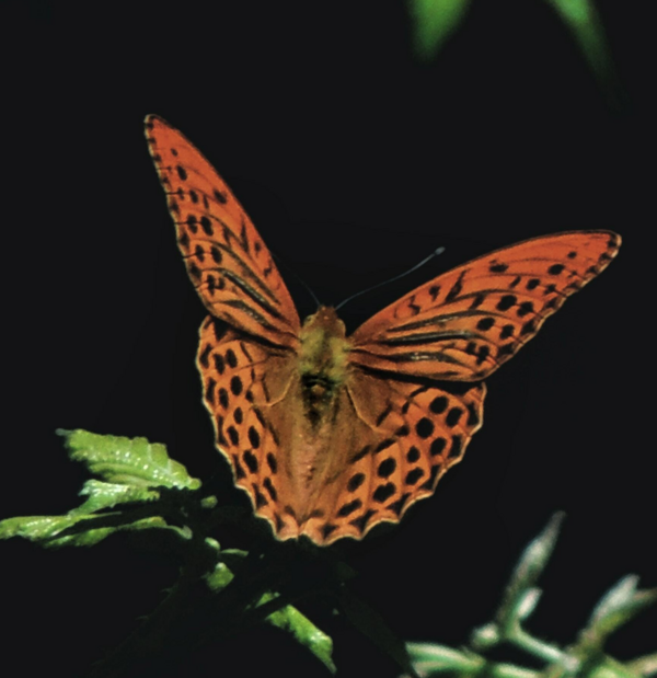 DYSFONCTION THYROIDIENNE - HYPOTHYROIDIE - HYPERTHYROIDIE