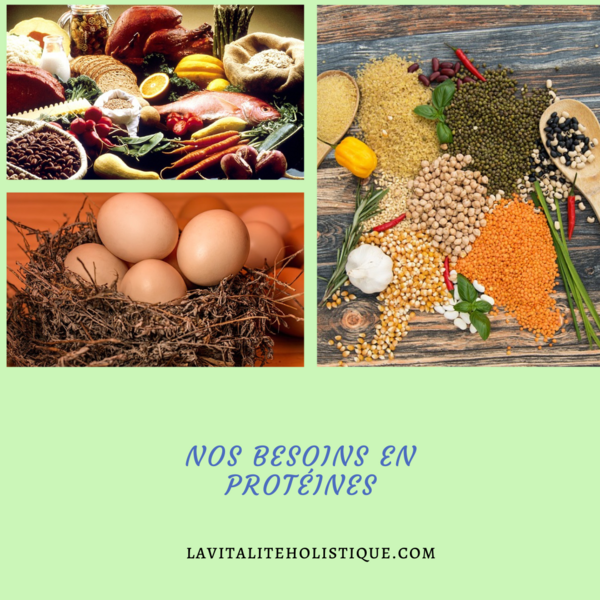 Les besoins  en protéines 